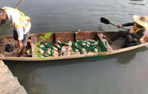 廣州旺旺食品廢水直排，永和河大量魚(yú)類(lèi)死亡(圖1)